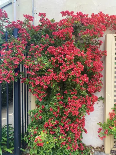 bougainvillea-bambino-pedro--1