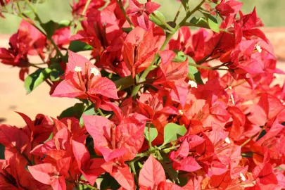 bougainvillea-bambino-pedro-