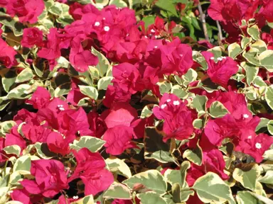 Bougainvillea 'Bambino Zuki' plant with purple-red flowers and variegated leaves.