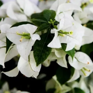 Bougainvillea Beesnees plant with masses of white flowers.