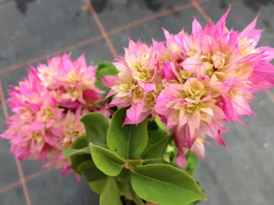 Bougainvillea Bridal Bouquet pink and white flowers.