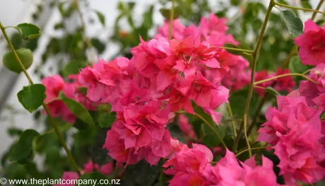 bougainvillea-carmencita--1