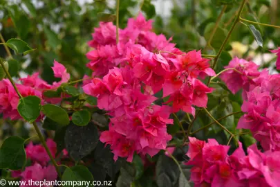 bougainvillea-carmencita--2