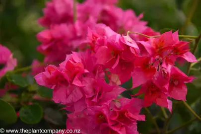 bougainvillea-carmencita--3