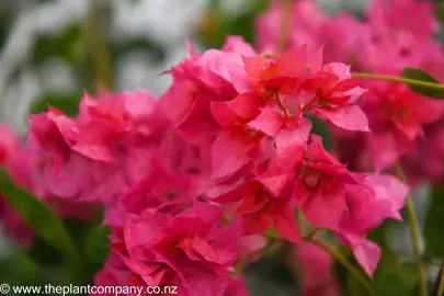 bougainvillea-carmencita-