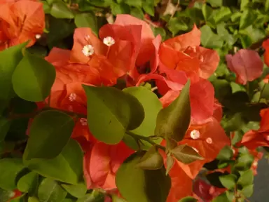 Bougainvillea 'Ciata' plant with orange flowers and lush foliage.