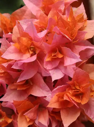 Bougainvillea Golden Doubloon double orange flowers.