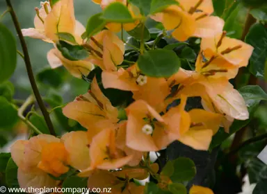 bougainvillea-hawaiian-gold--1