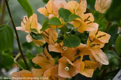 bougainvillea-hawaiian-gold--2