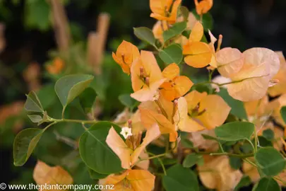 bougainvillea-hawaiian-gold--3