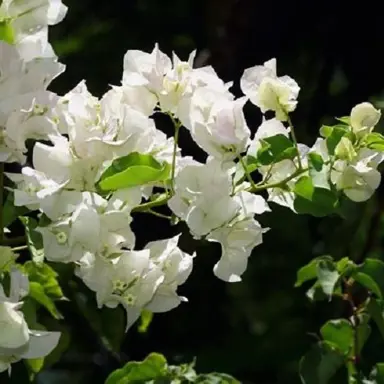 Bougainvillea Hawaiian White plant with masses of white flowers.