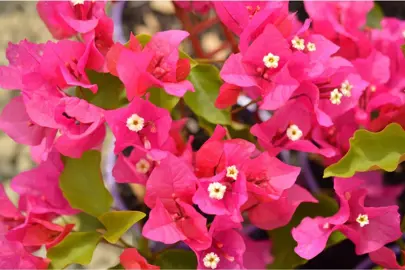 Bougainvillea Killie Campbell plant with masses of pink-purple flowers.