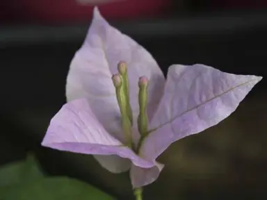 Bougainvillea 'Krishna' light purple flower.