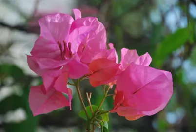 Bougainvillea 'Mary Palmer' pink flowers.