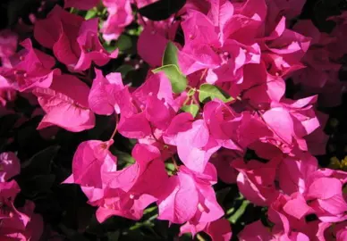 Bougainvillea ningili plant with pink flowers.