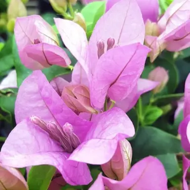 Bougainvillea Nonya plant with pink flowers.