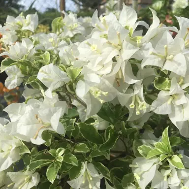 Bougainvillea 'Panda' plant with white flowers.