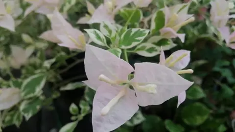 Bougainvillea 'Pink Patch' pink flowers and variegated foliage.