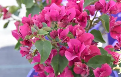 Bougainvillea 'Plum Crazy' pink-purple flowers.