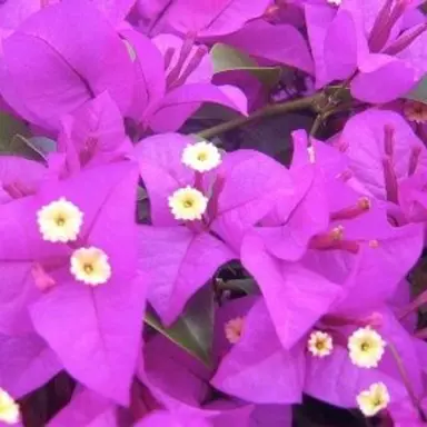 Bougainvillea 'Pretty Purple' flowers.