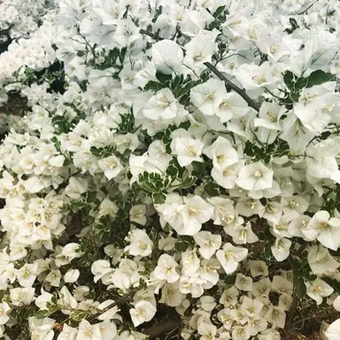 Bougainvillea 'Purity' plant covered in white flowers.