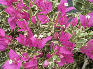 bougainvillea-purple-patch-