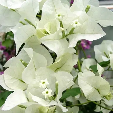 Bougainvillea 'Quite White' plant with white flowers.