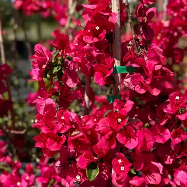 Bougainvillea 'Red Zed' plant with red flowers.