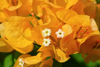 Bougainvillea 'Saffron' yellow flowers.