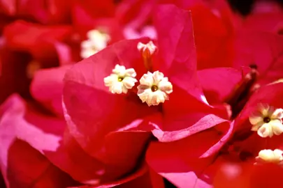 Bougainvillea 'Salsa' red flowers.