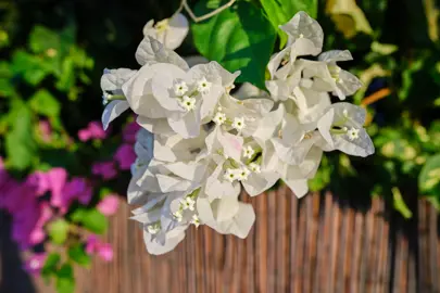 Bougainvillea 'Serenity' white flowers.