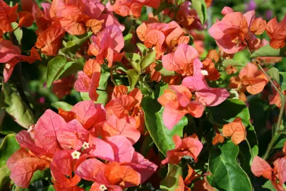 bougainvillea-tango-