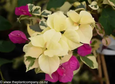 bougainvillea-tropical-rainbow--1