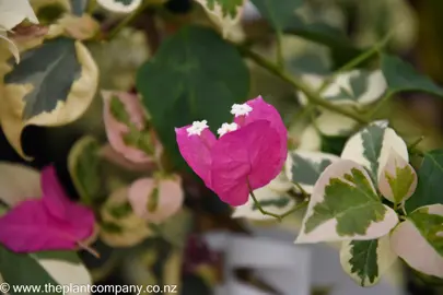 bougainvillea-tropical-rainbow--2