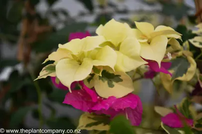 bougainvillea-tropical-rainbow-