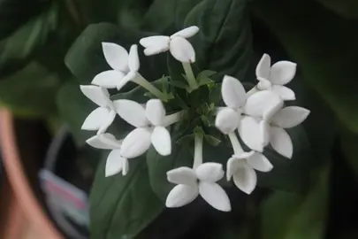 Bouvardia 'Humboldtii' plant with white flowers and dark green foliage.