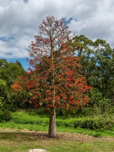 brachychiton-acerfolius-1