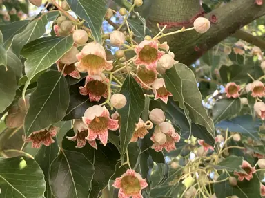 Brachychiton populneus tree with orange and red flowers and lush green foliage.