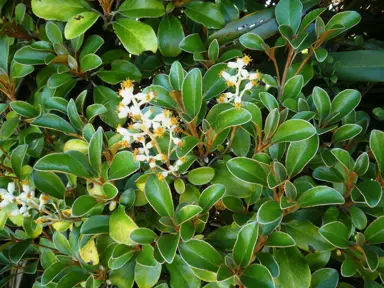 Brachyglottis elaeagnifolia shrub.