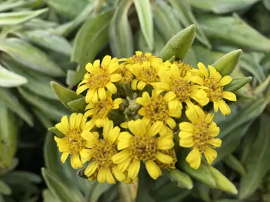 Brachyglottis huntii plant with yellow flowers.