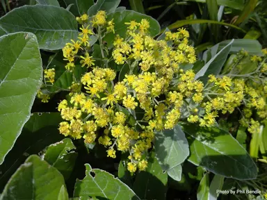 Brachyglottis 'Leith Gold' plant with bright yelllow flowers.