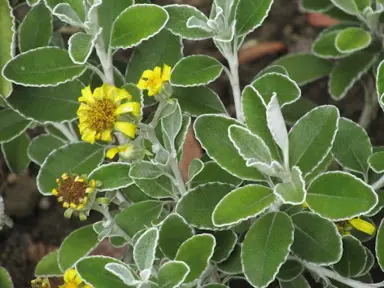 Brachyglottis monroi plant with yellow flowers and green and grey leaves.