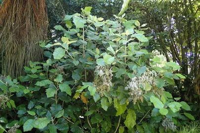 Brachyglottis repanda plant.