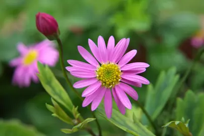 Brachyscome 'Pink' flower.