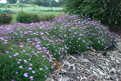 brachyscome-multifida-break-o-day-4