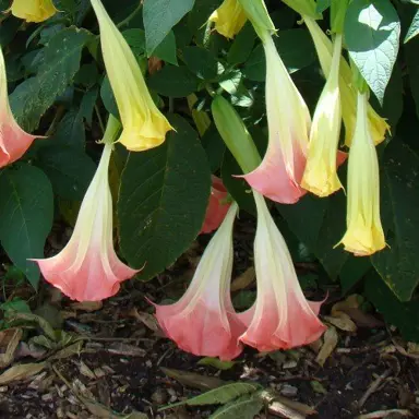 brugmansia-noels-blush-