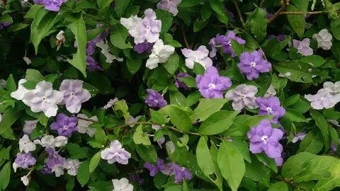 Brunfelsia calycina plant with purple, pink, and white flowers.