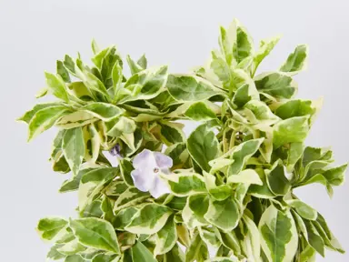 brunfelsia-compacta-variegata-