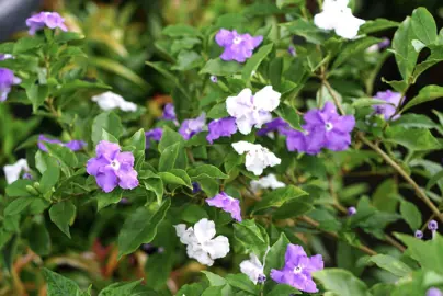 brunfelsia-fragrant-summer-