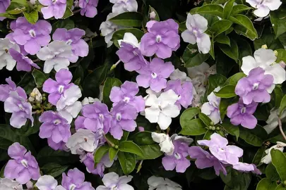 Brunfelsia pauciflora plant with blue, pink, and white flowers.